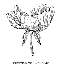 Peony flower. Floral botanical peonies. Isolated illustration element. Vector hand drawing wildflower for background, texture, wrapper pattern, frame or border.