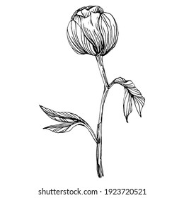 Peony flower. Floral botanical peonies. Isolated illustration element. Vector hand drawing wildflower for background, texture, wrapper pattern, frame or border.