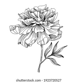 Peony flower. Floral botanical peonies. Isolated illustration element. Vector hand drawing wildflower for background, texture, wrapper pattern, frame or border.