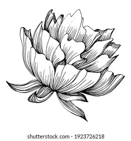 Peony Flower. Floral Botanical Peonies. Isolated Illustration Element. Vector Hand Drawing Wildflower For Background, Texture, Wrapper Pattern, Frame Or Border.