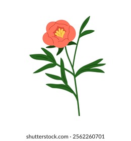 Peony flower. Floral branch, garden stem. Elegant delicate bloom with gentle petals, leaves. Spring blossom. Natural summer decoration. Botanical flat vector illustration isolated on white background