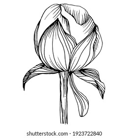 Peony flower. Floral spring botanical Peonies. Isolated illustration element. Vector hand drawing wildflower for background, texture, wrapper pattern, frame or border.