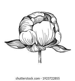 Peony flower. Floral spring botanical Peonies. Isolated illustration element. Vector hand drawing wildflower for background, texture, wrapper pattern, frame or border.