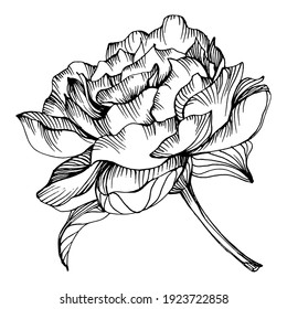 Peony flower. Floral spring botanical Peonies. Isolated illustration element. Vector hand drawing wildflower for background, texture, wrapper pattern, frame or border.