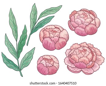 Peony flower graphic color isolated sketch set illustration vector