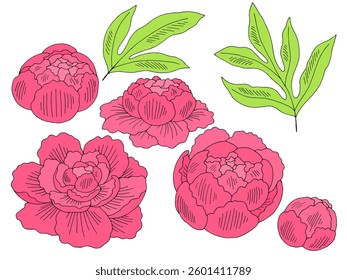Peony flower graphic color isolated sketch set illustration vector 