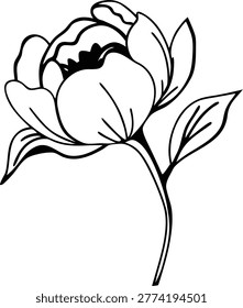 peony flower half open bloom on transparent background