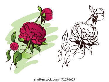 Peony flower, hand drawn illustration