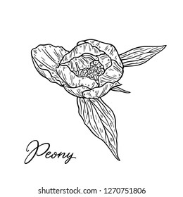 Peony flower hand drawn in lines. Black and white graphic doodle sketch floral vector illustration. Isolated on white background