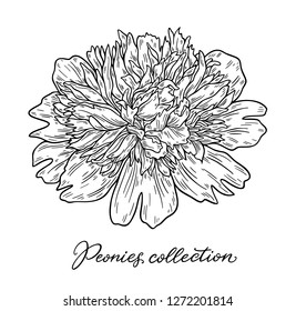 Peony flower hand drawn in lines. Black and white graphic doodle sketch floral vector illustration. Isolated on white background