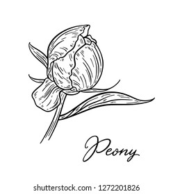 Peony flower hand drawn in lines. Black and white graphic doodle sketch floral vector illustration. Isolated on white background