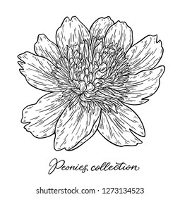 Peony flower hand drawn in lines. Black and white graphic doodle sketch floral vector illustration. Isolated on white background