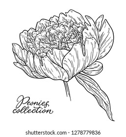 Peony flower hand drawn in lines. Black and white graphic doodle sketch floral vector illustration. Isolated on white background