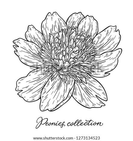 Peony flower hand drawn in lines. Black and white graphic doodle sketch floral vector illustration. Isolated on white background