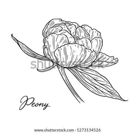 Peony flower hand drawn in lines. Black and white graphic doodle sketch floral vector illustration. Isolated on white background