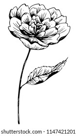 Peony flower. Hand drawn vector illustration. Monochrome black and white ink sketch. Line art. Isolated on white background. Coloring page