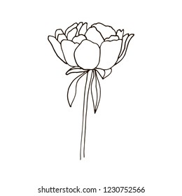 Peony flower hand drawn vector illustration
