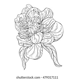 Peony flower ink sketch on white background. Vector illustration for your design