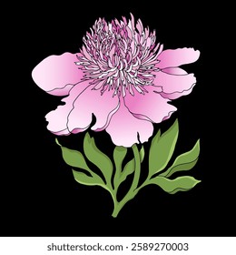 Peony flower isolated in black background. Hand drawn pink peony for wedding invitation, printing, sublimation, mug, tshirt, tumbler.