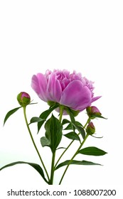 Peony flower isolated on white.