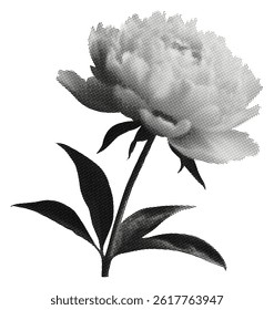 peony flower isolated on white background with bloom leaves stem retro halftone dotted cut-out collage element for mixed media design vintage magazine grunge black dots pop art style object