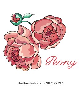 Peony flower isolated on a white background
