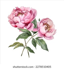 Peony flower isolated in white background. watercolor vector for wedding invitation, printing, sublimation, mug, tshirt, tumbler