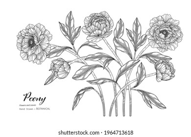 Ilustración botánica de flores y hojas de peón con arte de línea.