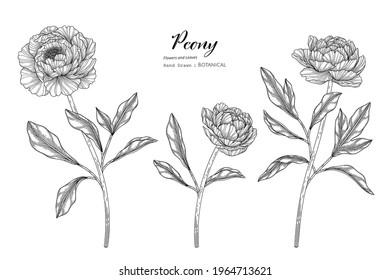 Ilustración botánica de flores y hojas de peón con arte de línea.