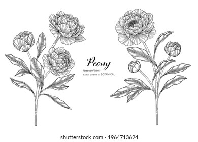 Peony flower and leaf hand drawn botanical illustration with line art.