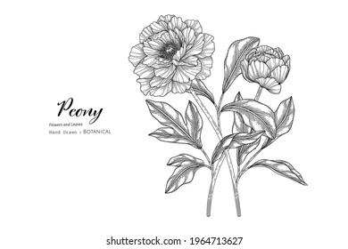 Peony flower and leaf hand drawn botanical illustration with line art.