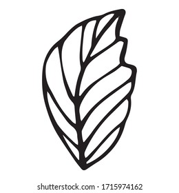 Peony flower leaf icon. Hand drawn illustration of peony flower leaf vector icon for web design
