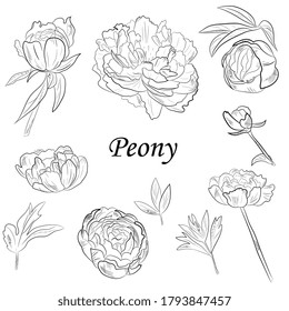 peony flower, leaves and buds hand drawing. Botanical illustration outline, sketch. Black and white engraved ink art.