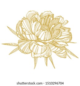 Peony flower and leaves drawing. Hand drawn engraved floral set. Botanical illustrations. Great for tattoo, invitations, greeting cards