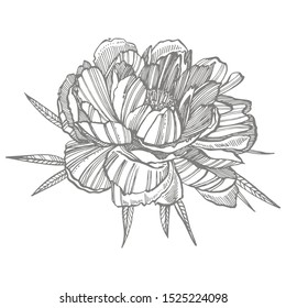 Peony flower and leaves drawing. Hand drawn engraved floral set. Botanical illustrations. Great for tattoo, invitations, greeting cards