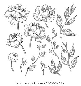 Peony flower and leaves drawing. Vector hand drawn engraved floral set. Botanical rose, branch and berry  Black ink sketch. Great for tattoo, invitations, greeting cards, decor