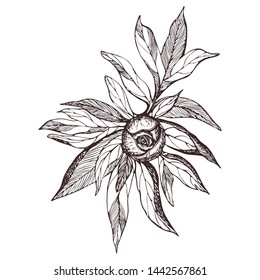 Peony flower and leaves drawing. Vector hand drawn engraved floral card. Botanical illustration of branch, bud and leaves of peony in vintage style Black ink sketch. for tattoo, invitations, greetings