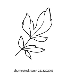 Peony flower leaves. Floral spring botanical branch with leaves. Line art vector hand drawing garden design element for background, texture, frame or border.