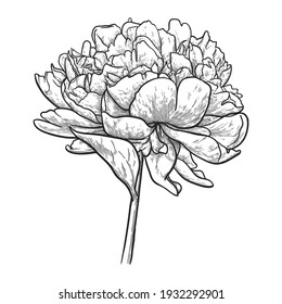 Peony flower with leaves isolated on white background. Hand drawn vector illustration. 