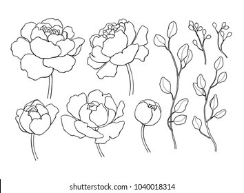 Peony flower and leaves line drawing. Vector hand drawn outline floral set. Simple botanical peonies, branch and berry countur. Black ink sketch. Great for tattoo, invitations, greeting cards, decor