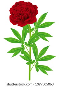 Peony flower with leaves on a white background.