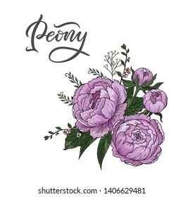 Peony flower. Lettering and painted flower. Vector illustration