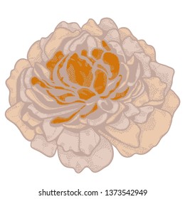 Peony flower, line art