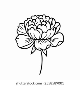 peony, flower, line art, black and white, illustration, botanical, floral, vintage, elegant, delicate, artistic, graphic, print design, greeting card, stationary, wedding, invitation, home decor,