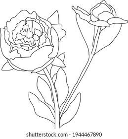 Peony flower, line art. Vector illustration. Isolated on a white background. Hand drawing. Sketch. For attachments, postcards, tattoos, decor.