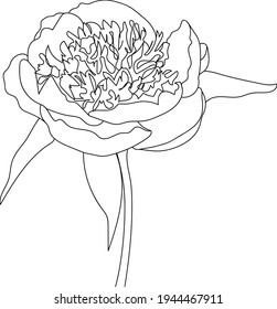 Peony flower, line art. Vector illustration. Isolated on a white background. Hand drawing. Sketch. For attachments, postcards, tattoos, decor.