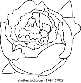 Peony flower, line art. Vector illustration. Isolated on a white background. Hand drawing. Sketch. For attachments, postcards, tattoos, decor.