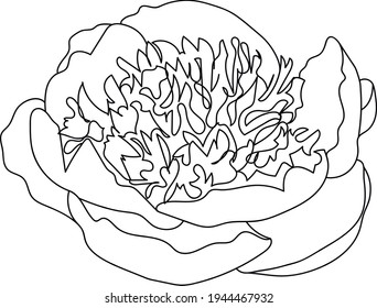 Flor de peones, arte de línea. Ilustración vectorial. Aislado sobre un fondo blanco. Dibujo manual. Esbozo. Para adjuntos, postales, tatuajes, decoración.