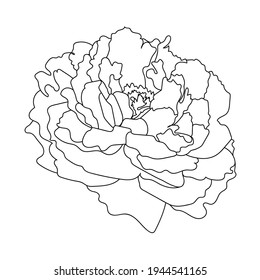 Peony flower, line art. Vector illustration. Isolated on a white background. Hand drawing. Sketch. For attachments, postcards, tattoos, decor.