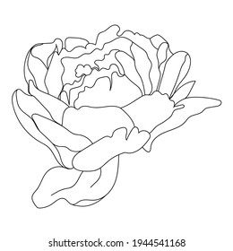 Peony flower, line art. Vector illustration. Isolated on a white background. Hand drawing. Sketch. For attachments, postcards, tattoos, decor.